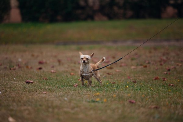 Wie man die Reichweite eines Elektrofahrzeugs optimiert