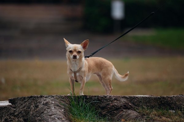 Welche Rolle spielen lokale Nachrichten in der digitalen Ã„ra?